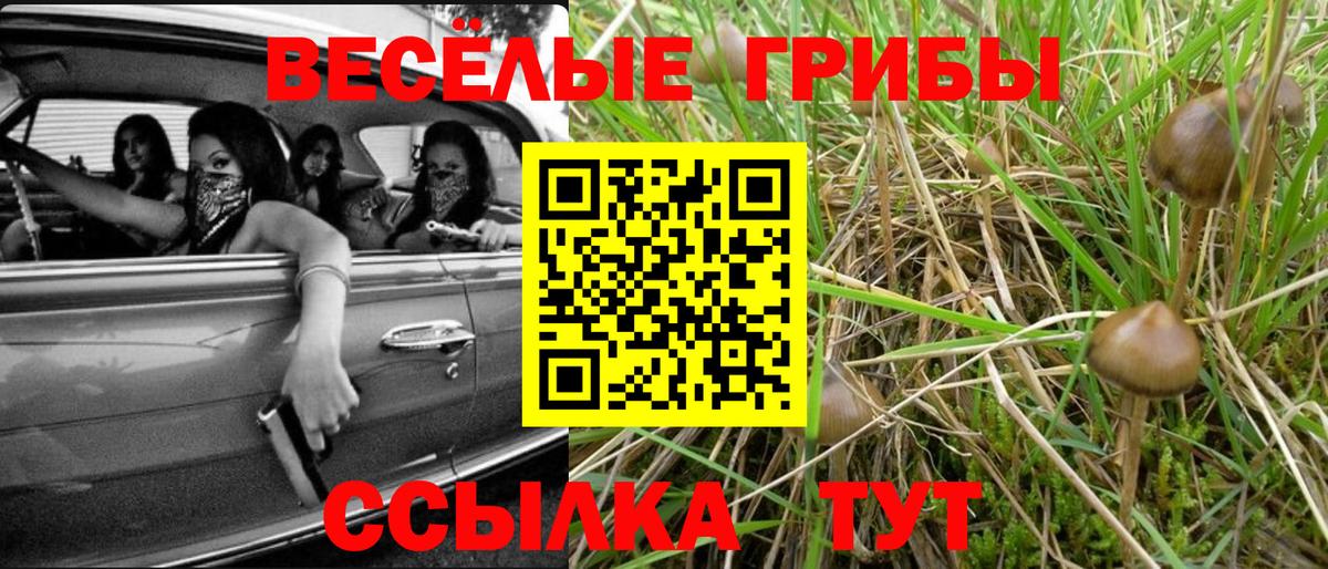 что такое наркотик  Псилоцибиновые грибы Psilocybine cubensis  Вход с VPN  Малгобек  Псилоцибиновые грибы мицелий 